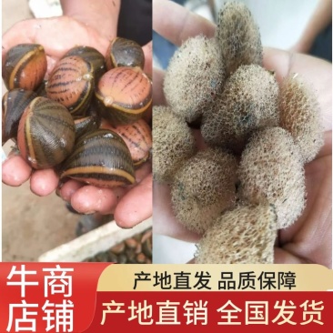 江苏水蛭水蛭种苗蚂蟥大型养殖场水蛭幼苗包养殖包回收