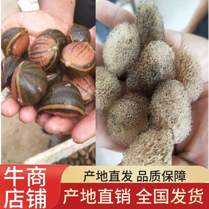 江苏水蛭水蛭种苗蚂蟥大型养殖场水蛭幼苗包养殖包回收