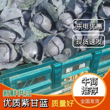 优质紫甘蓝基地直供一手货源品质保证诚信经营欢迎采购
