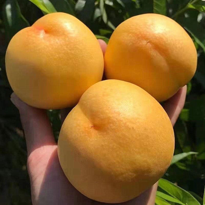 【商家推荐】黄金油桃大量现货产地直销现摘现发