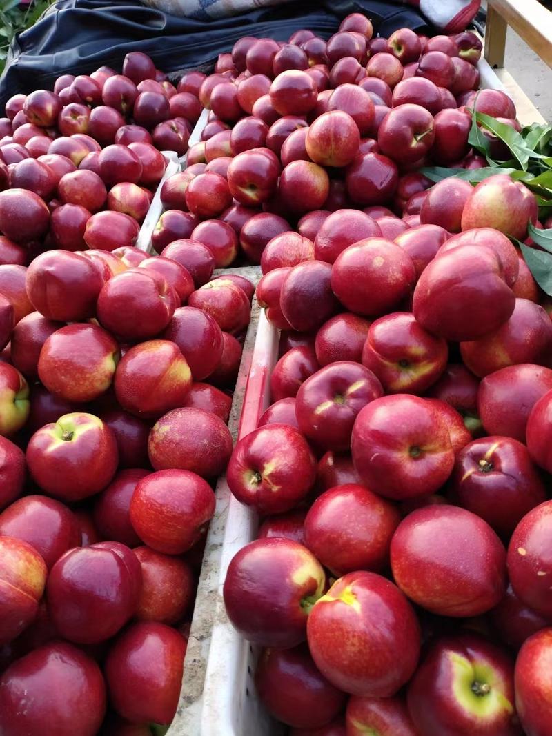 山东油桃126油桃平邑油桃大量上货货源充足代发全国市场