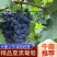 新疆夏黑葡萄基地直供一手货源品质保证诚信经营对接批发商