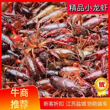 【精选】江苏盐城精品小龙虾鲜活小龙虾现货供应