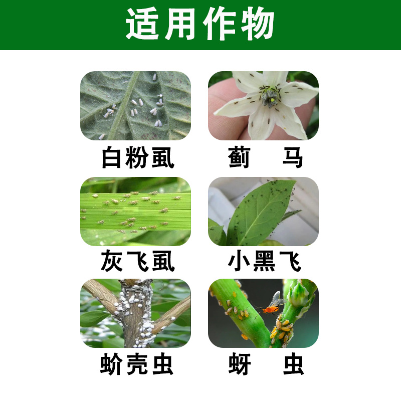 呋虫胺飞虱蚜虫稻飞虱粉虱小虫刺吸式害虫