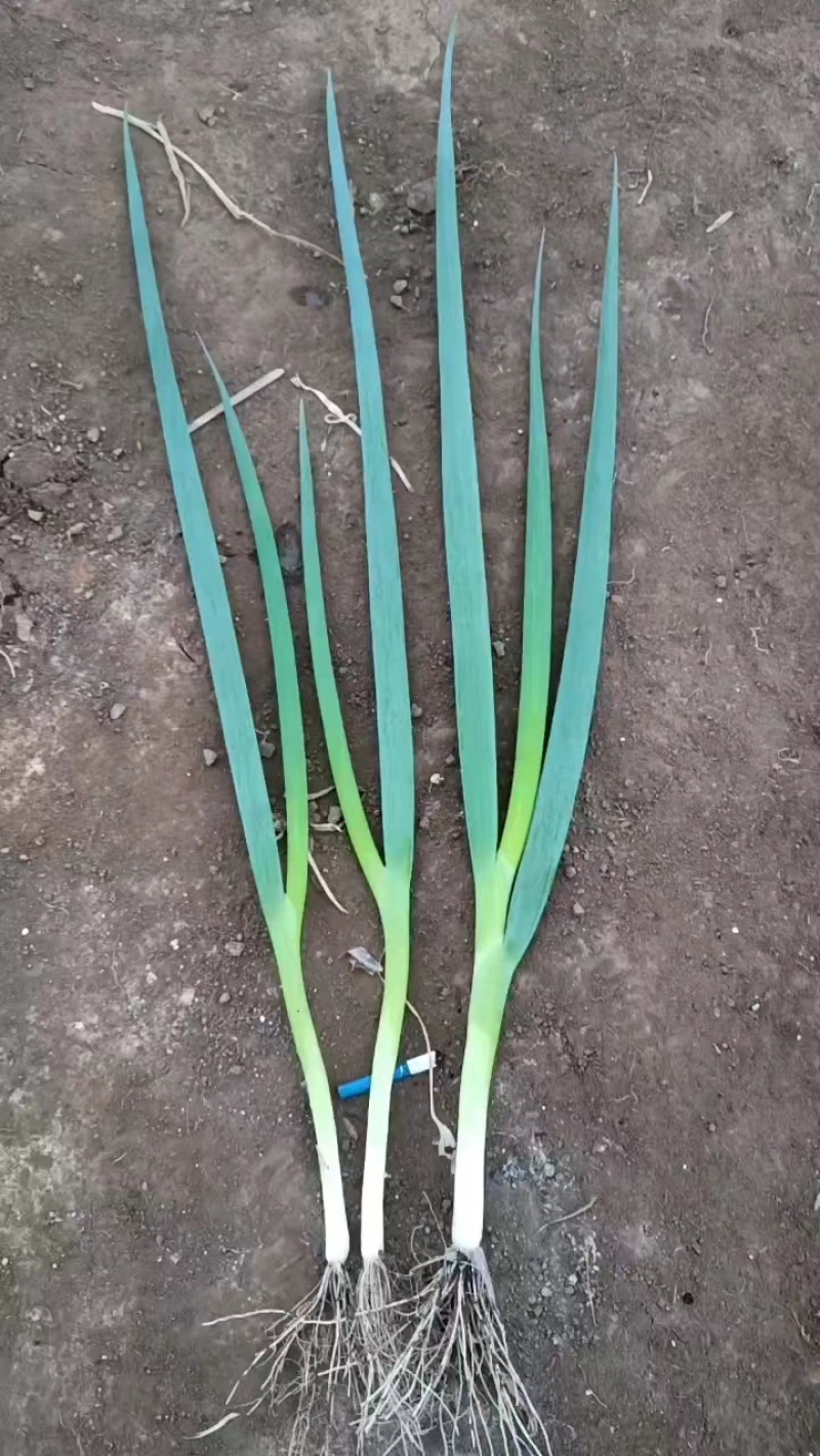 吉林精品香葱，产地直销，新鲜翠绿，欢迎进店咨询~