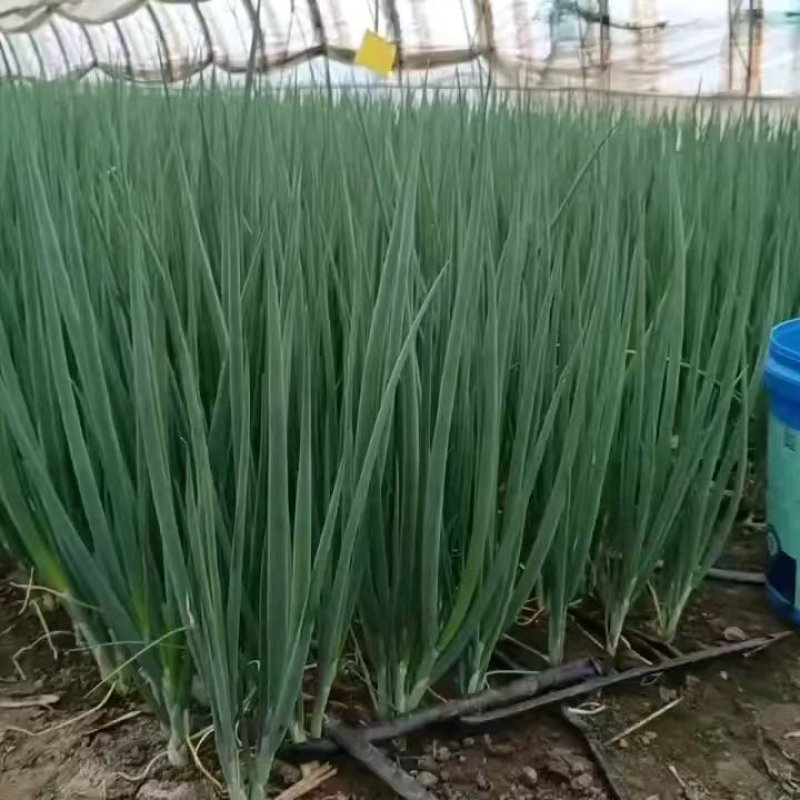 吉林精品香葱，产地直销，新鲜翠绿，欢迎进店咨询~