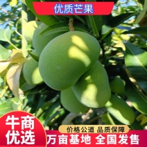 海南三亚芒果小台芒产地直发三亚发货下单48时发货批发零售