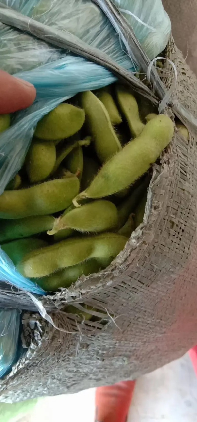 精装毛豆翠绿宝毛豆产地直发全国发货欢迎咨询