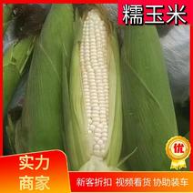【糯玉米】优质白糯玉米，产地直发，品质保证，量大从优