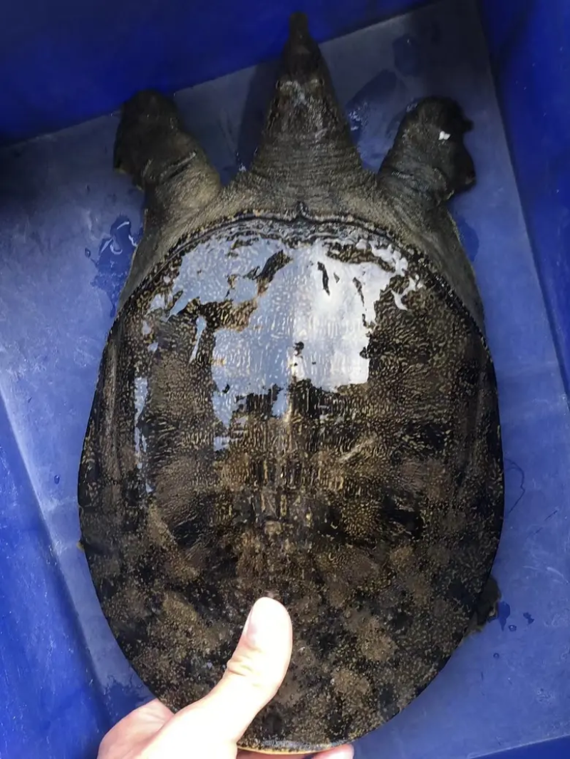 广东外塘生态甲鱼基地中华黄沙鳖0.5-5斤以上都有现货