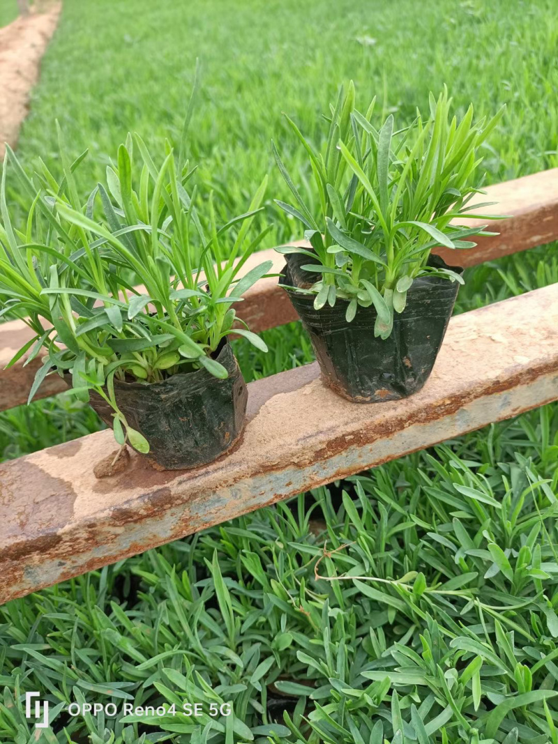 常夏石竹种植基地