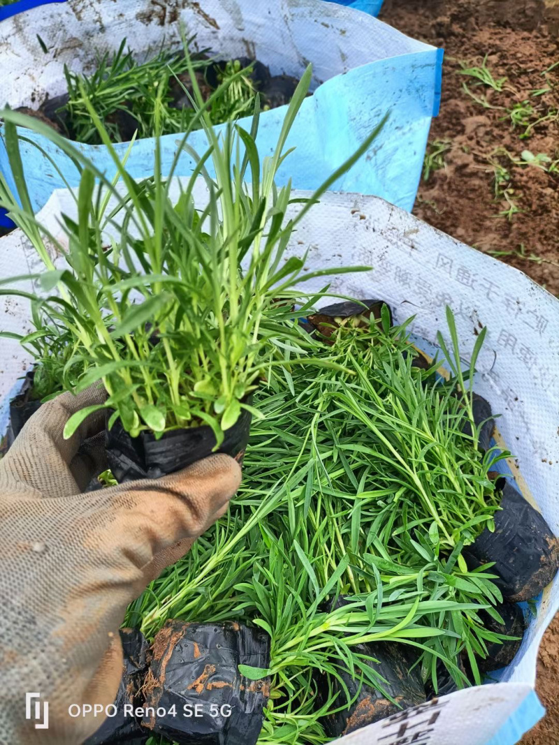 常夏石竹种植基地