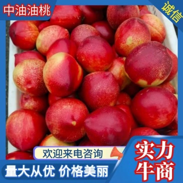 油桃，油桃口感甜，皮薄耐运输含糖量高欢迎来电