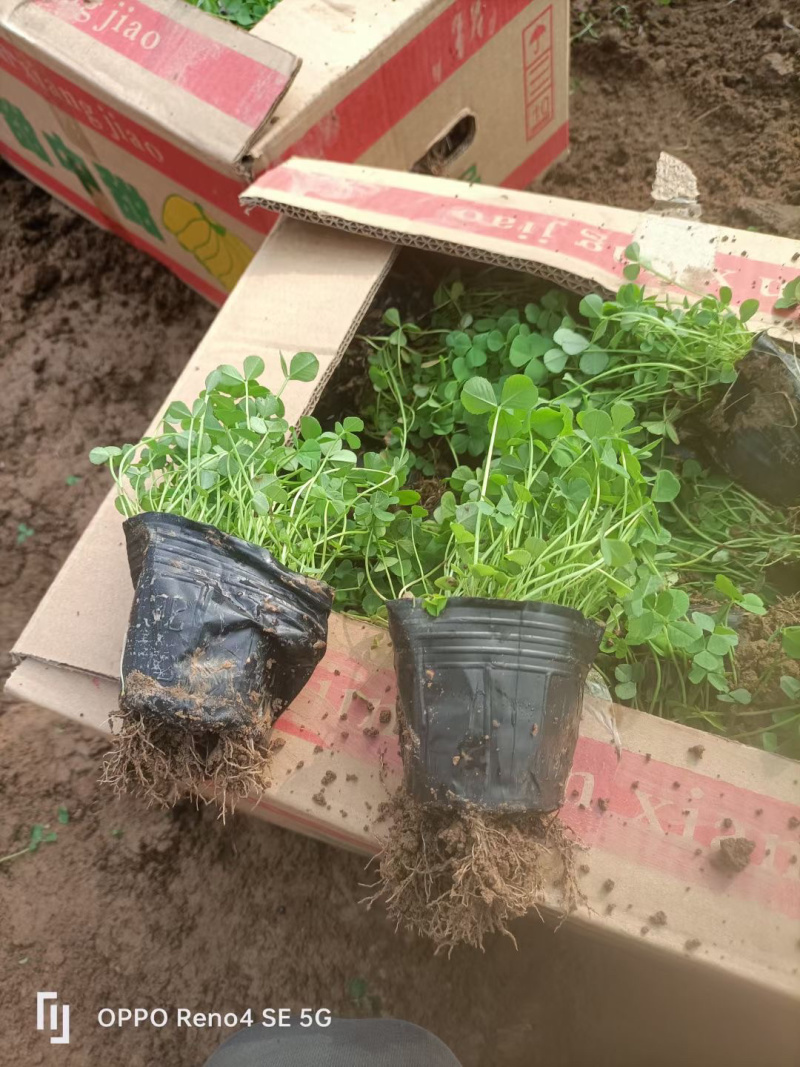 白三叶批发基地