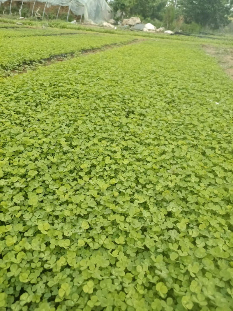 白三叶批发基地