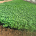 青州白三叶基地