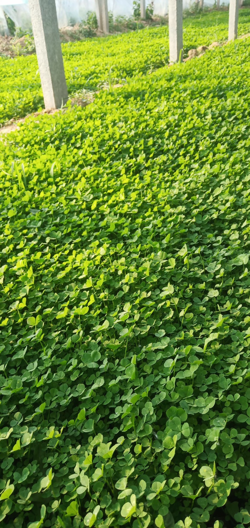 青州白三叶基地