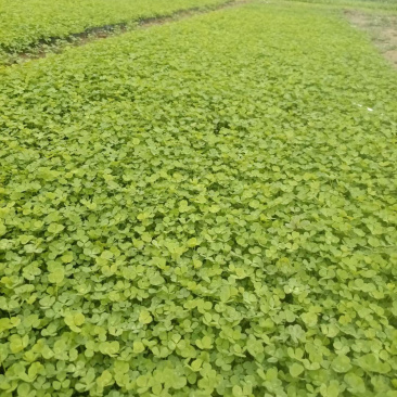 山东白三叶种植基地