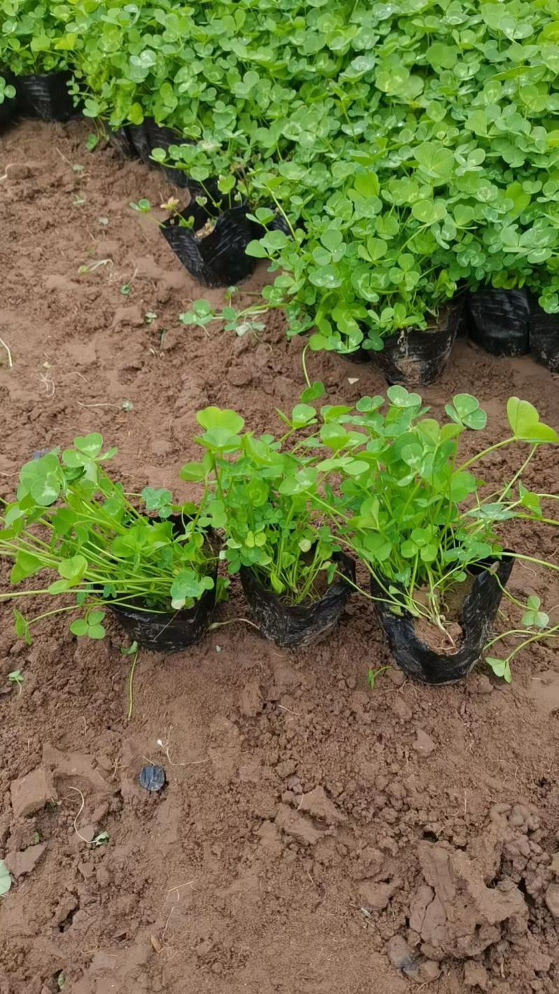 山东白三叶种植基地