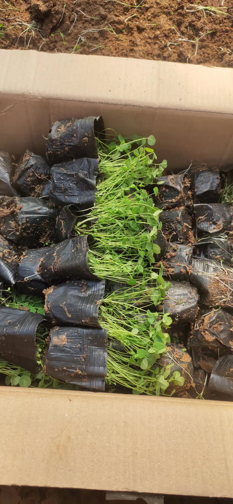 山东白三叶种植基地