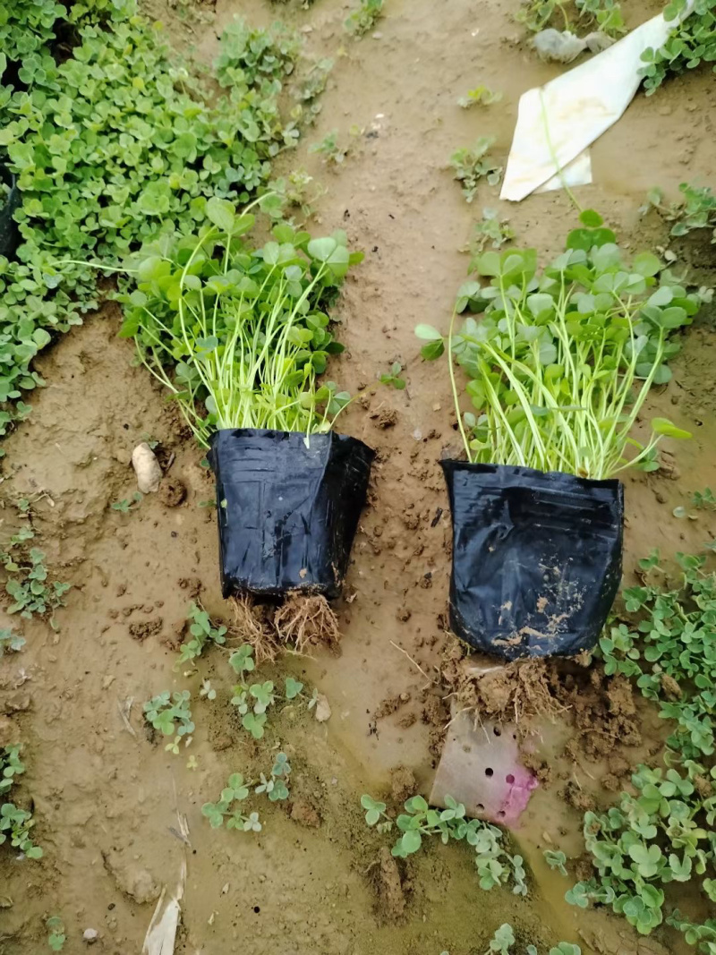山东白三叶种植基地