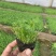 山东白三叶种植基地