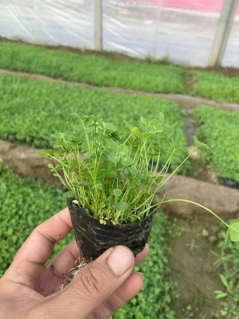 山东白三叶种植基地