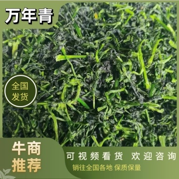 精品脱水蔬菜【万年青】规格齐全供应全国市场商超餐饮业