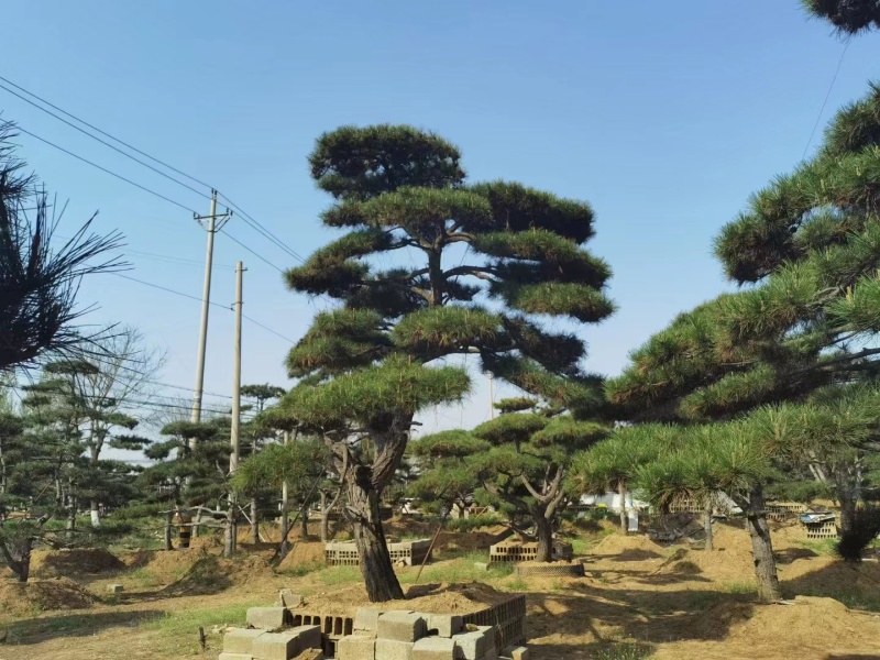 山东济南精品油松地径13高2米价2000欢迎来电咨询