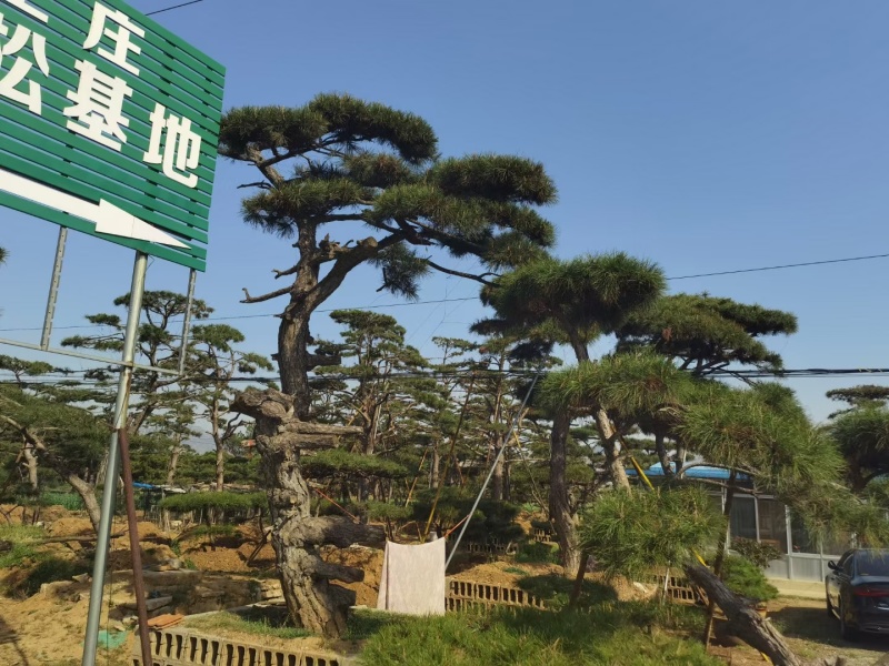 精品松树造型松基地直供品种齐全欢迎来电咨询