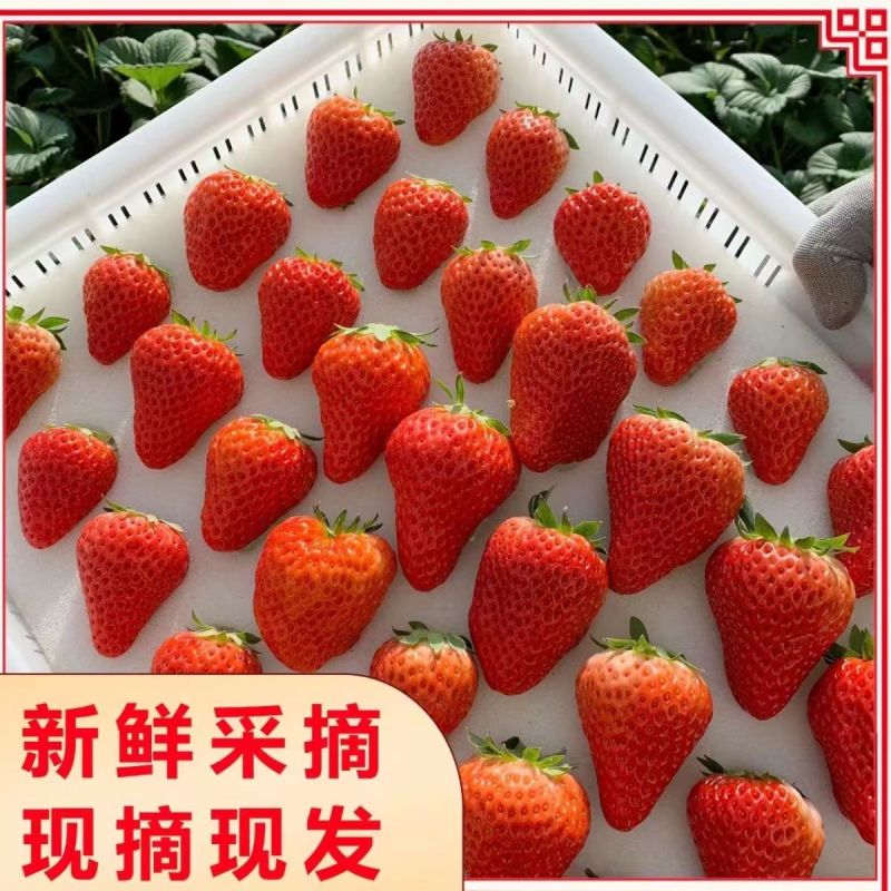 【红颜草莓】丹东精品红颜草莓产地供货一手货源欢迎采购