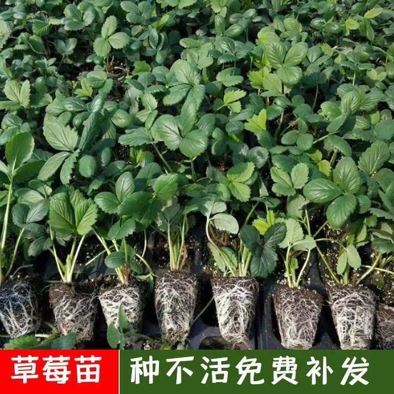 丹东草莓苗红颜草莓苗大量现货免费提供种植栽培技