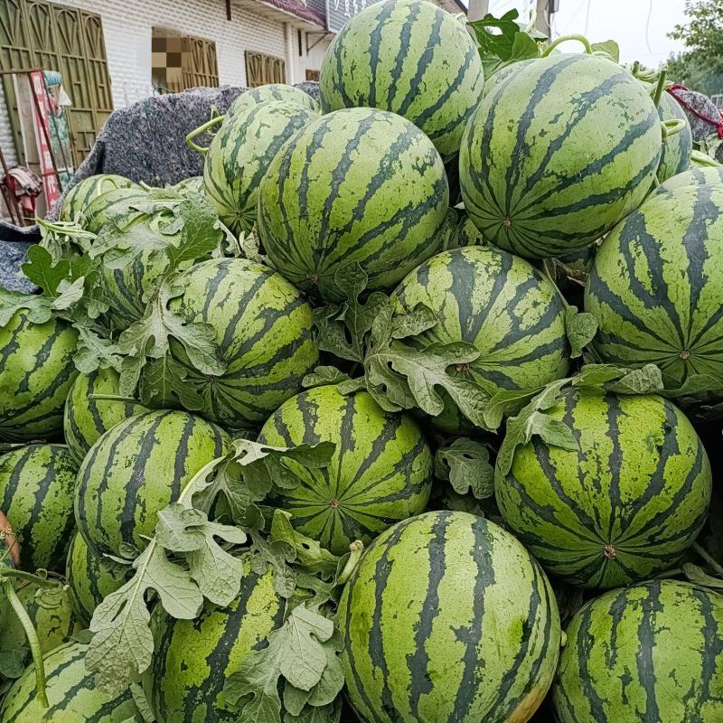 山西万荣2026大棚无籽美都西瓜薄皮大红瓤货源充足
