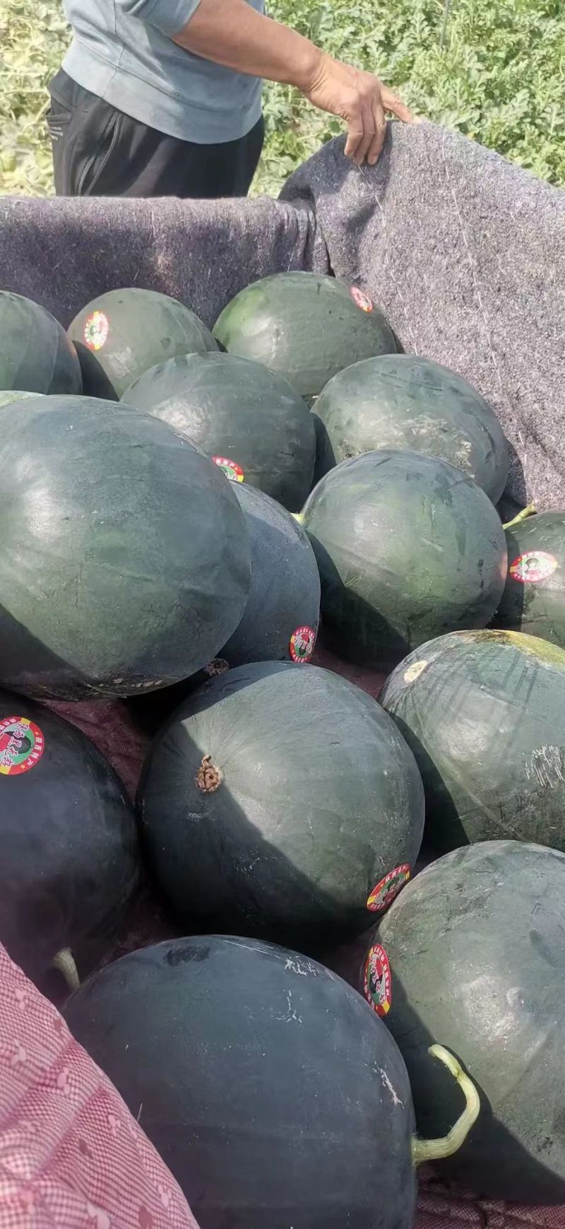【实力】湖北黑皮西瓜批发黑无籽西瓜量大从优