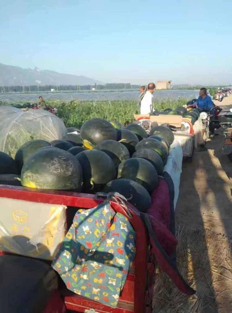 【实力】湖北黑皮西瓜批发黑无籽西瓜量大从优