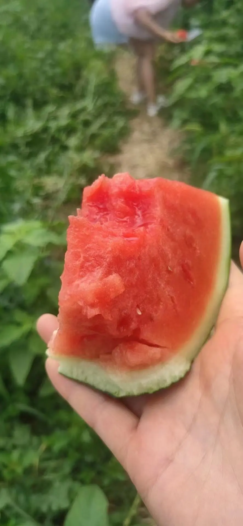 【实力】湖北黑皮西瓜批发黑无籽西瓜量大从优
