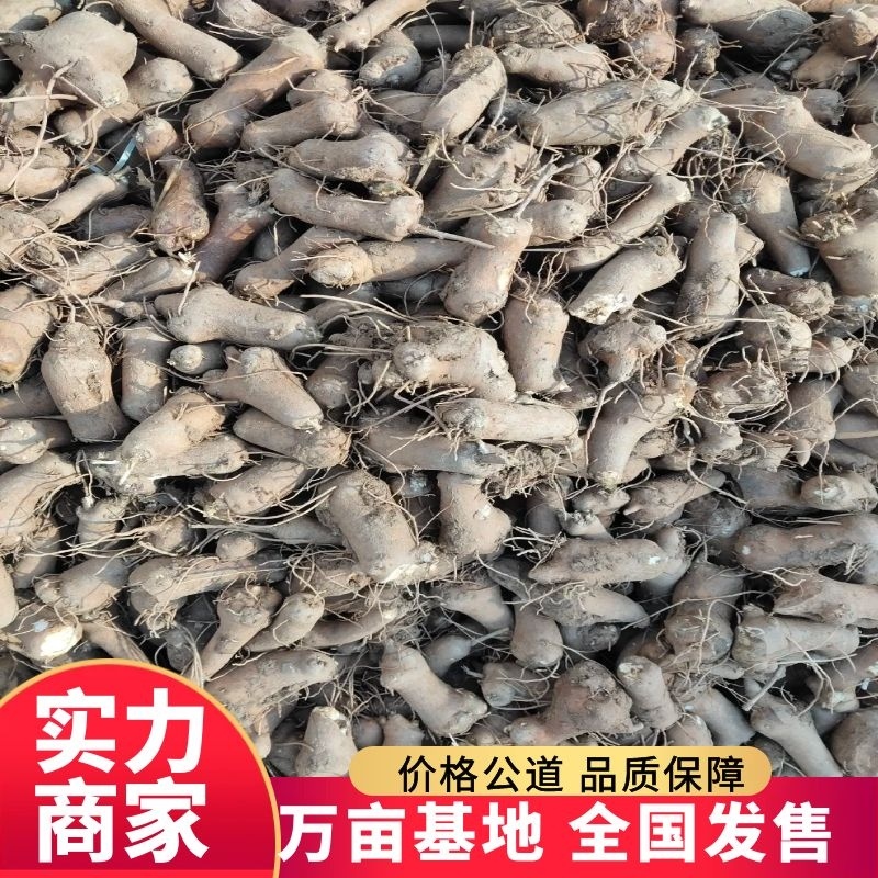 安徽亳州现挖白术苗精品改良白术苗免费上门技术服务包回收