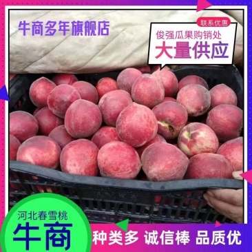 河北邢台春雪毛桃大量上市/邢台毛桃/质量保证/代发全国