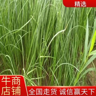 安徽亳州知母苗批发优等苗优质药材苗基地直供成活率大量供应