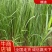 安徽亳州知母苗批发优等苗优质药材苗基地直供成活率大量供应