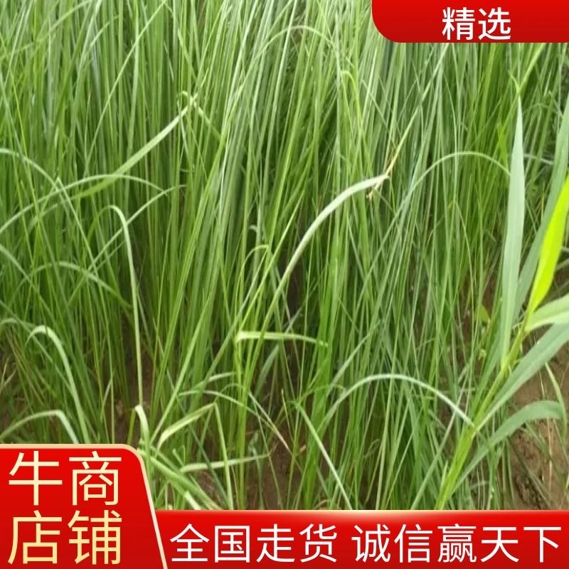 安徽亳州知母苗批发优等苗优质药材苗基地直供成活率大量供应