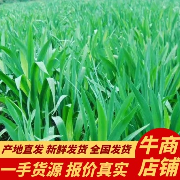 安徽亳州射干苗基地产地直发品质保欢迎选购全国批发