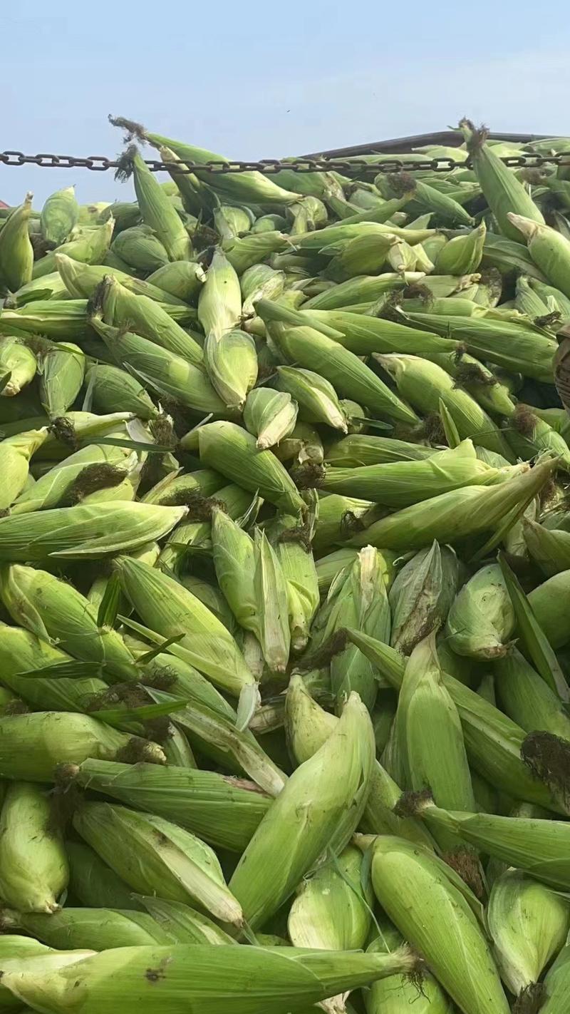 【实力推荐】四川精品水果玉米质量保证大量上市