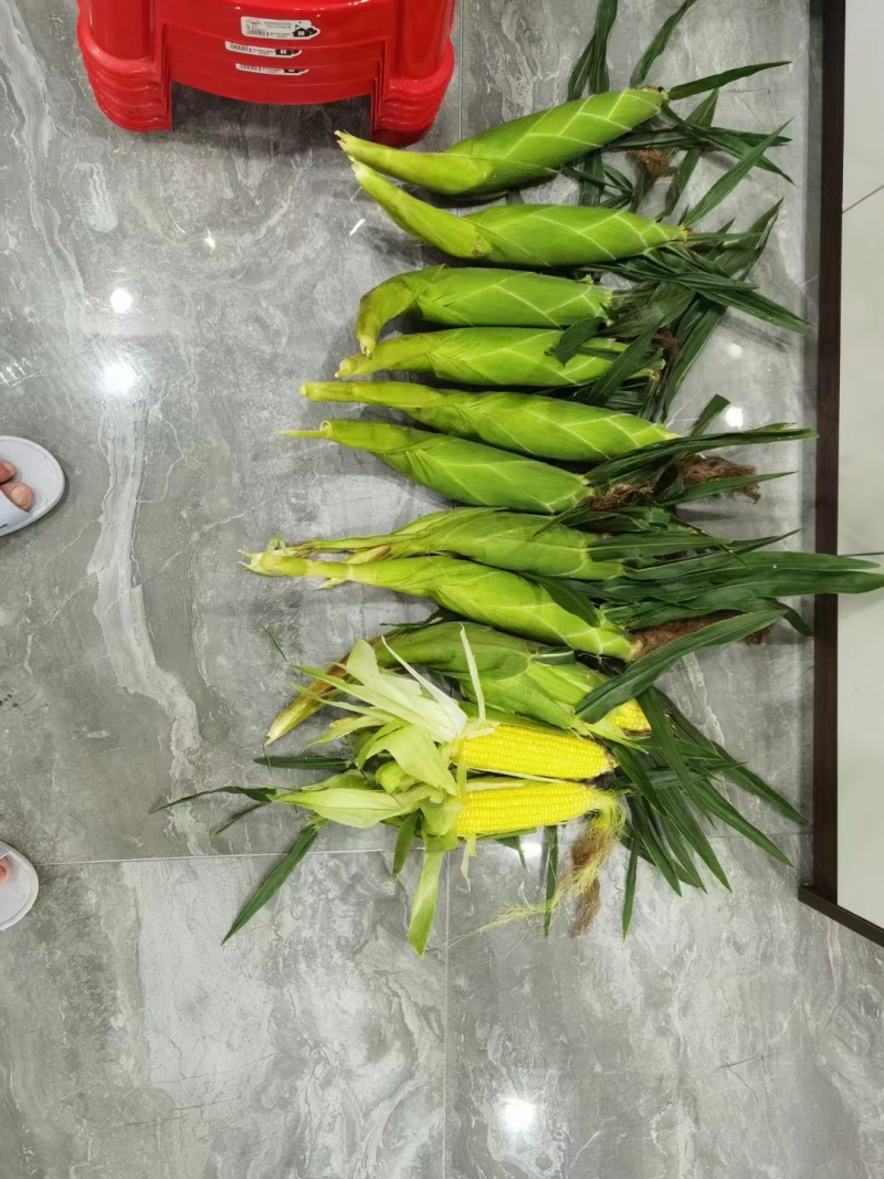 广西精品甜玉米，鲜嫩多汁现摘现发货源充足价格优惠