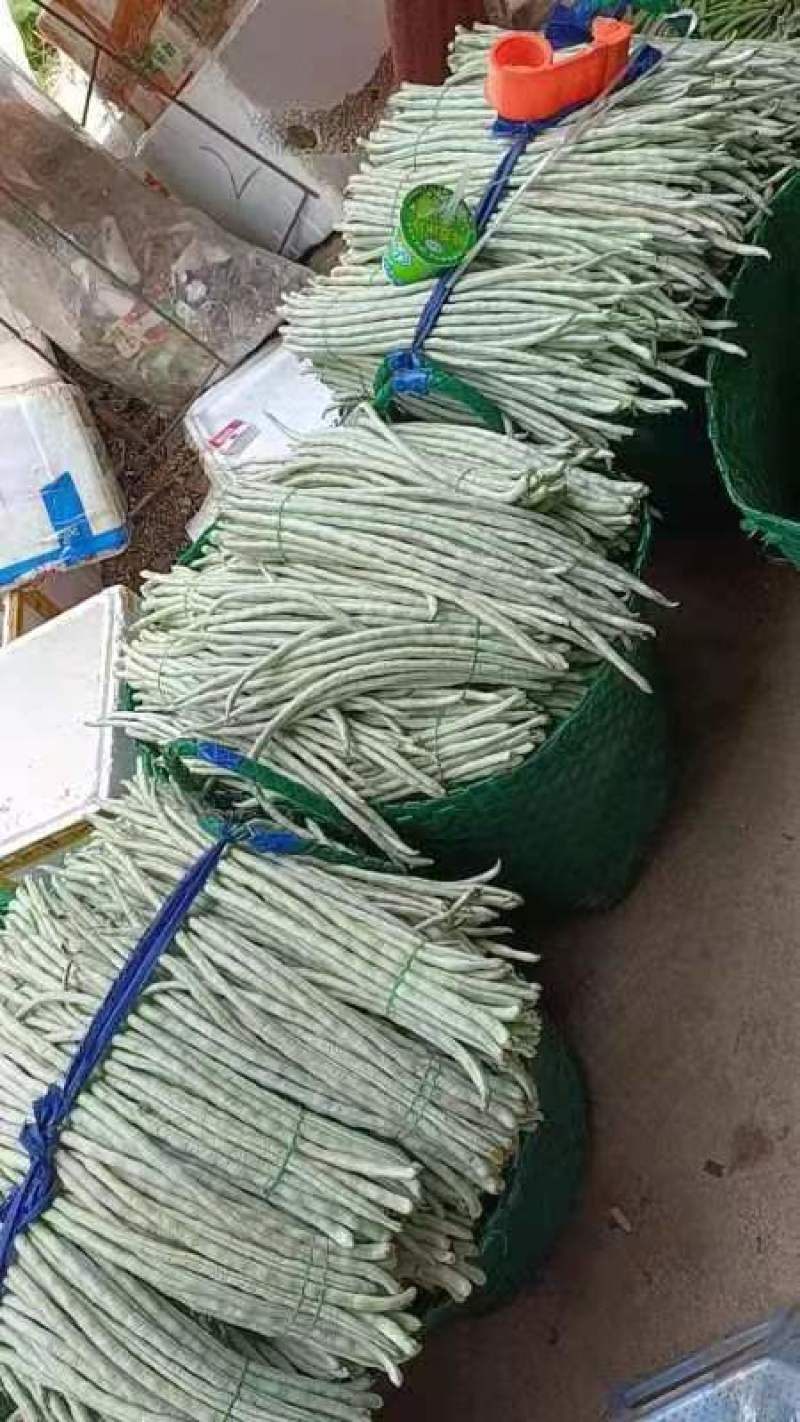 精品白豆角原产地直发货源稳定价格优惠对接全国市场