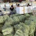 精品白豆角原产地直发货源稳定价格优惠对接全国市场