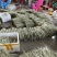 精品白豆角原产地直发货源稳定价格优惠对接全国市场