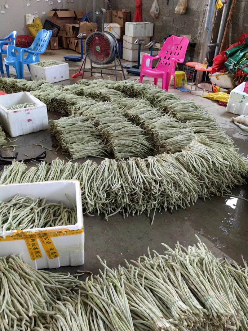 精品白豆角原产地直发货源稳定价格优惠对接全国市场