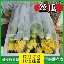 【丝瓜】精品鲜花丝瓜箱装支持各种包装对接电商