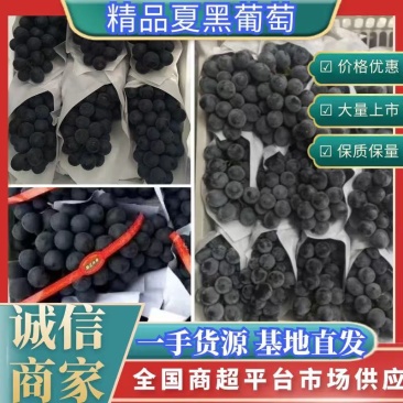精品葡萄夏黑葡萄万亩基地大量上市，配备冷库